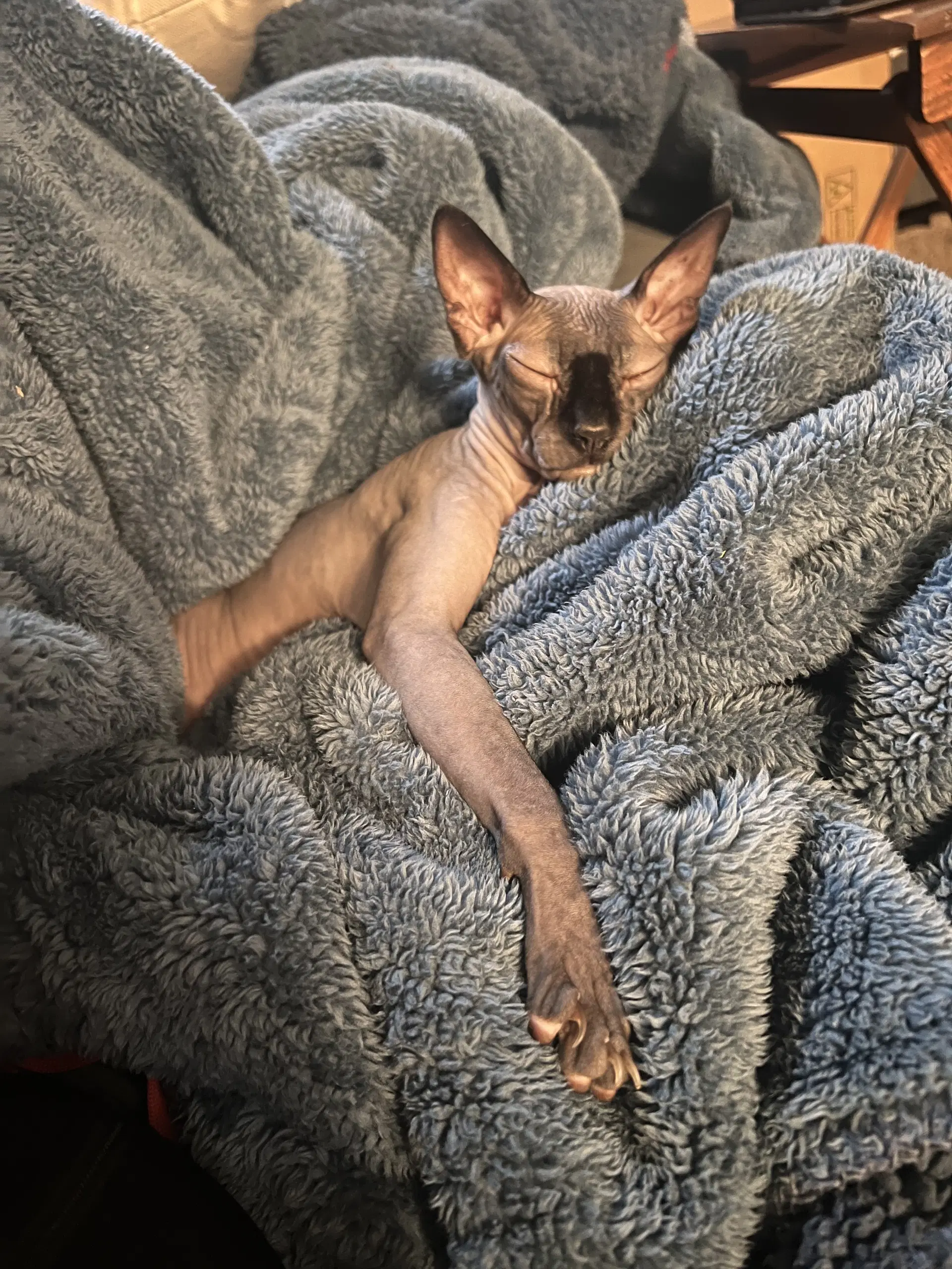 Yoki  - Offered By Owner - Sphinx image 2