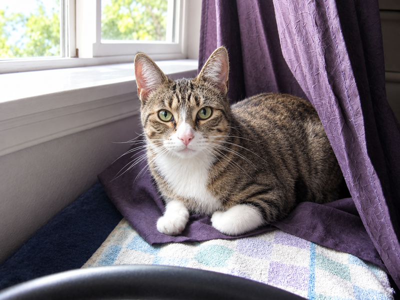 Cleo, an adult female Tabby cat up for adoption