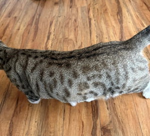 Cleo, photo 2