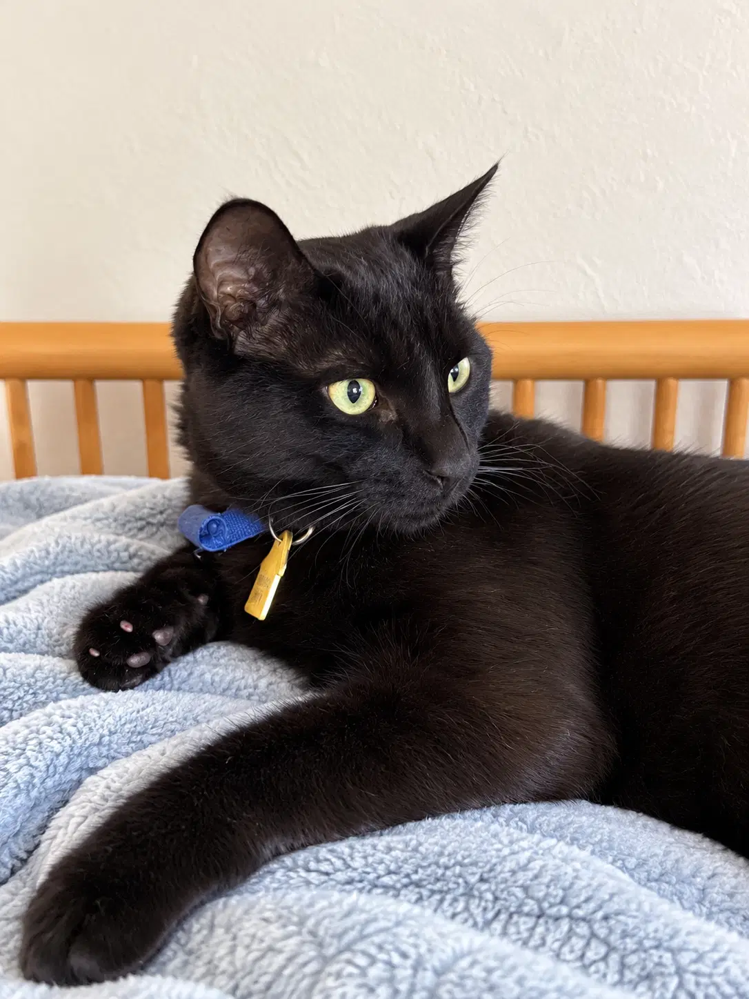 Nova  - Offered By Owner - Black Beauty - Domestic Short Hair