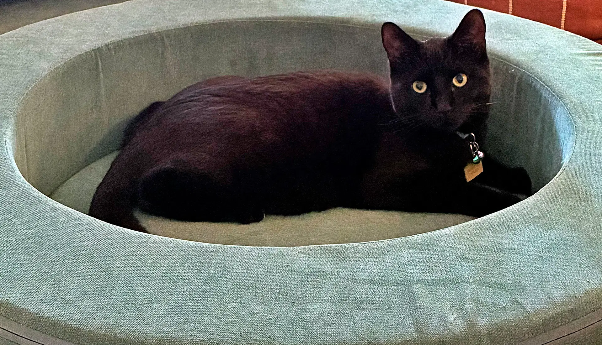 Nova  - Offered By Owner - Black Beauty image 2