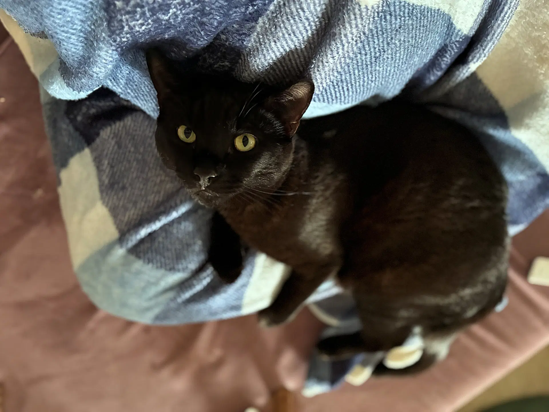 Nova  - Offered By Owner - Black Beauty image 3