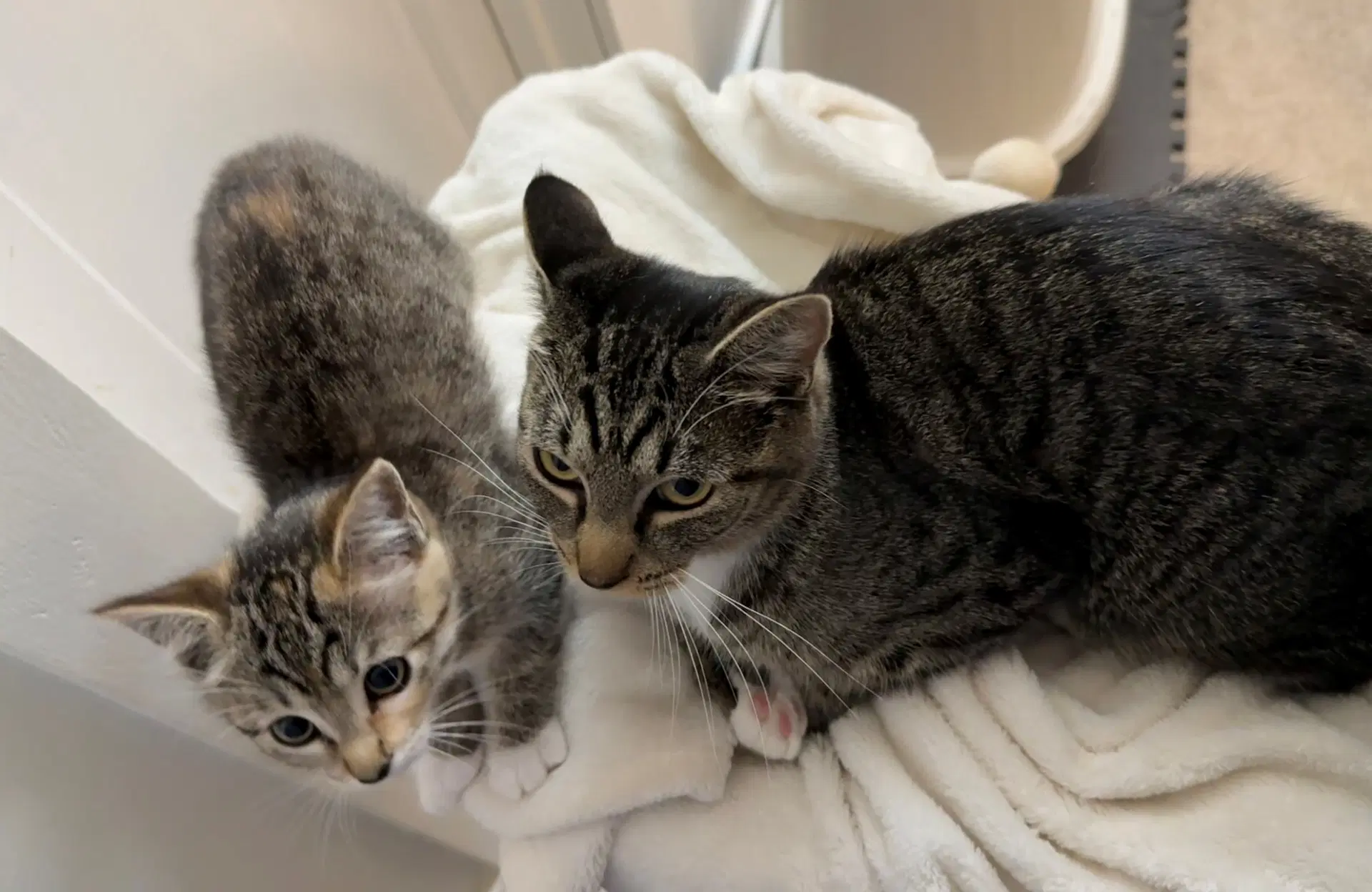 Week Kitten And Her Mom image 1