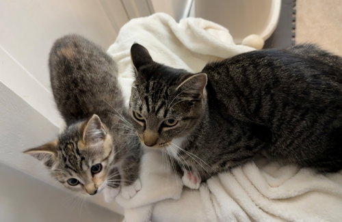 9 week Kitten and Her Mom, Domestic Short Hair / Mixed (short coat)