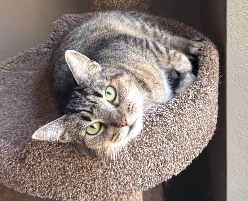 Millie, a senior female Tabby cat up for adoption