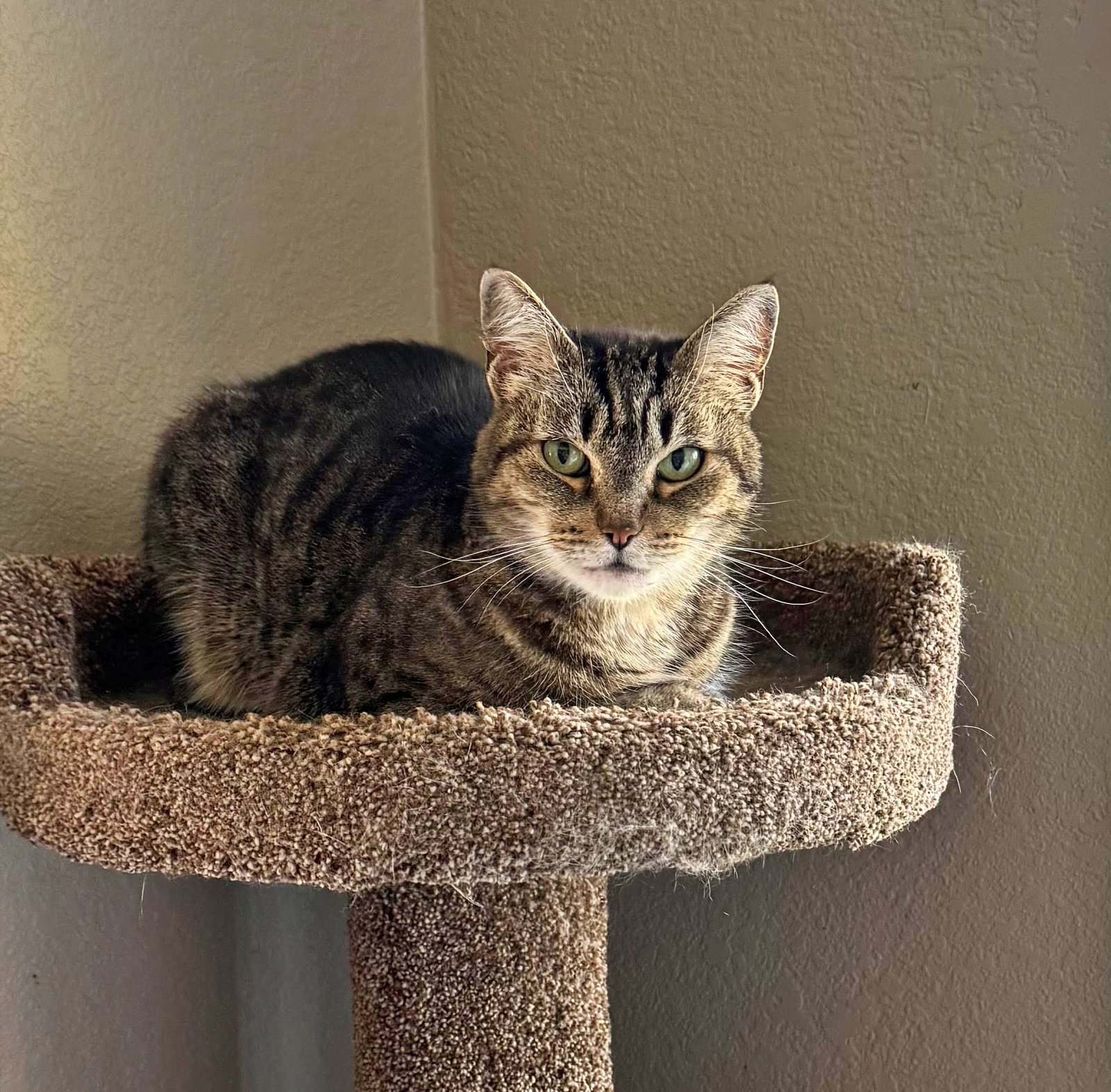 MILLIE #2045, photo 3