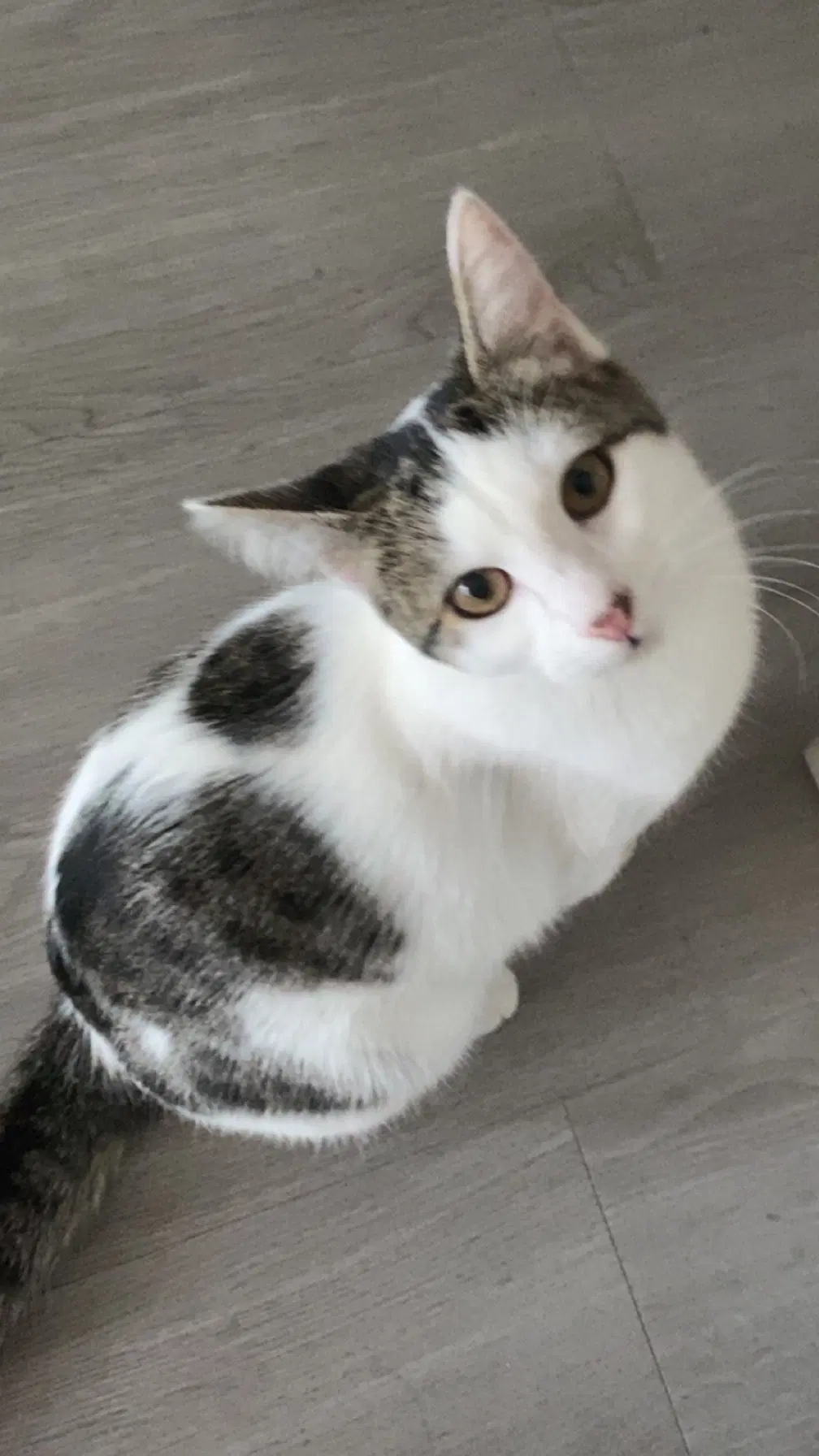 Mimi  - Offered By Owner - Teen Family Cat image 2