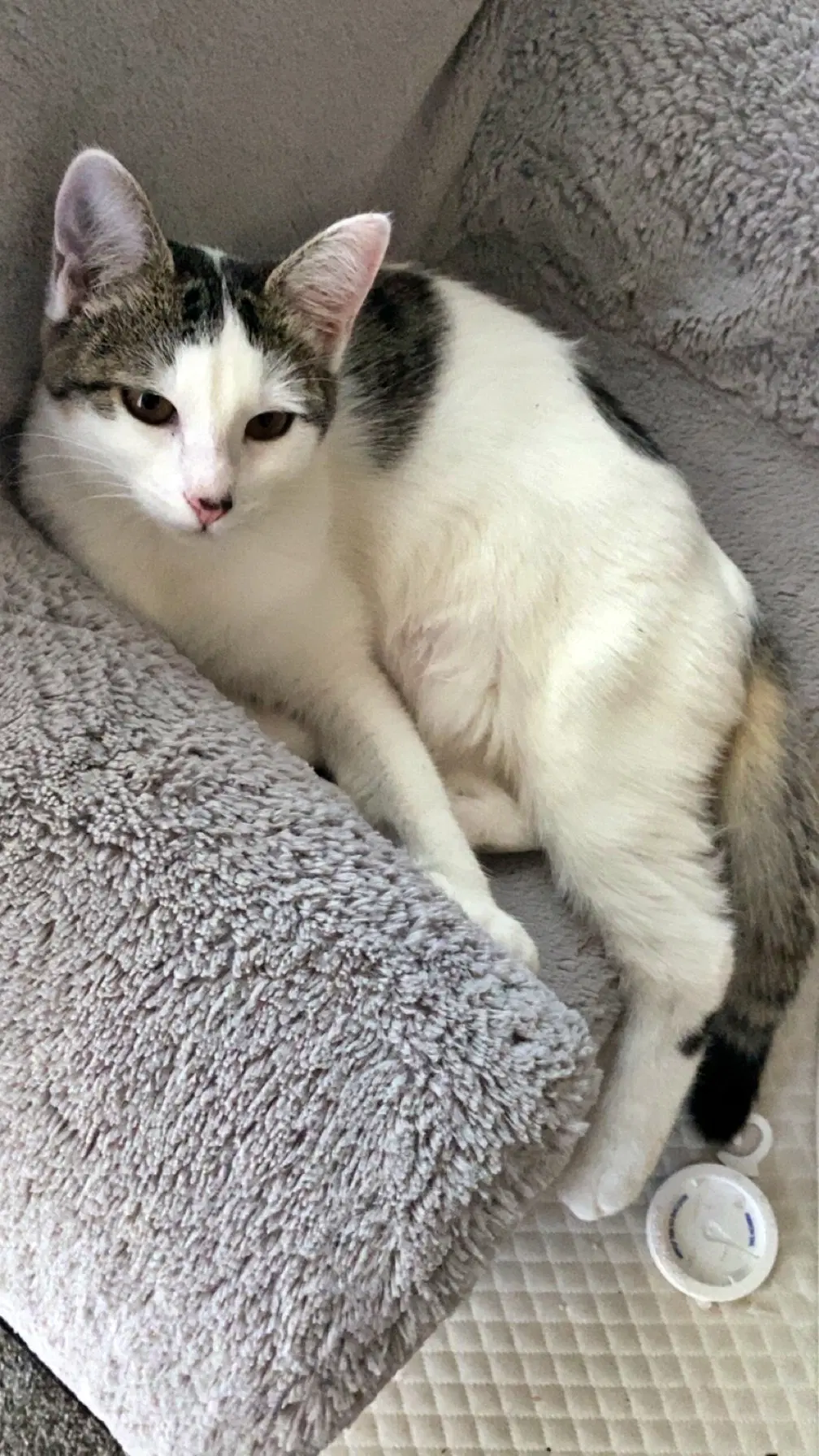 Mimi  - Offered By Owner - Teen Family Cat image 3