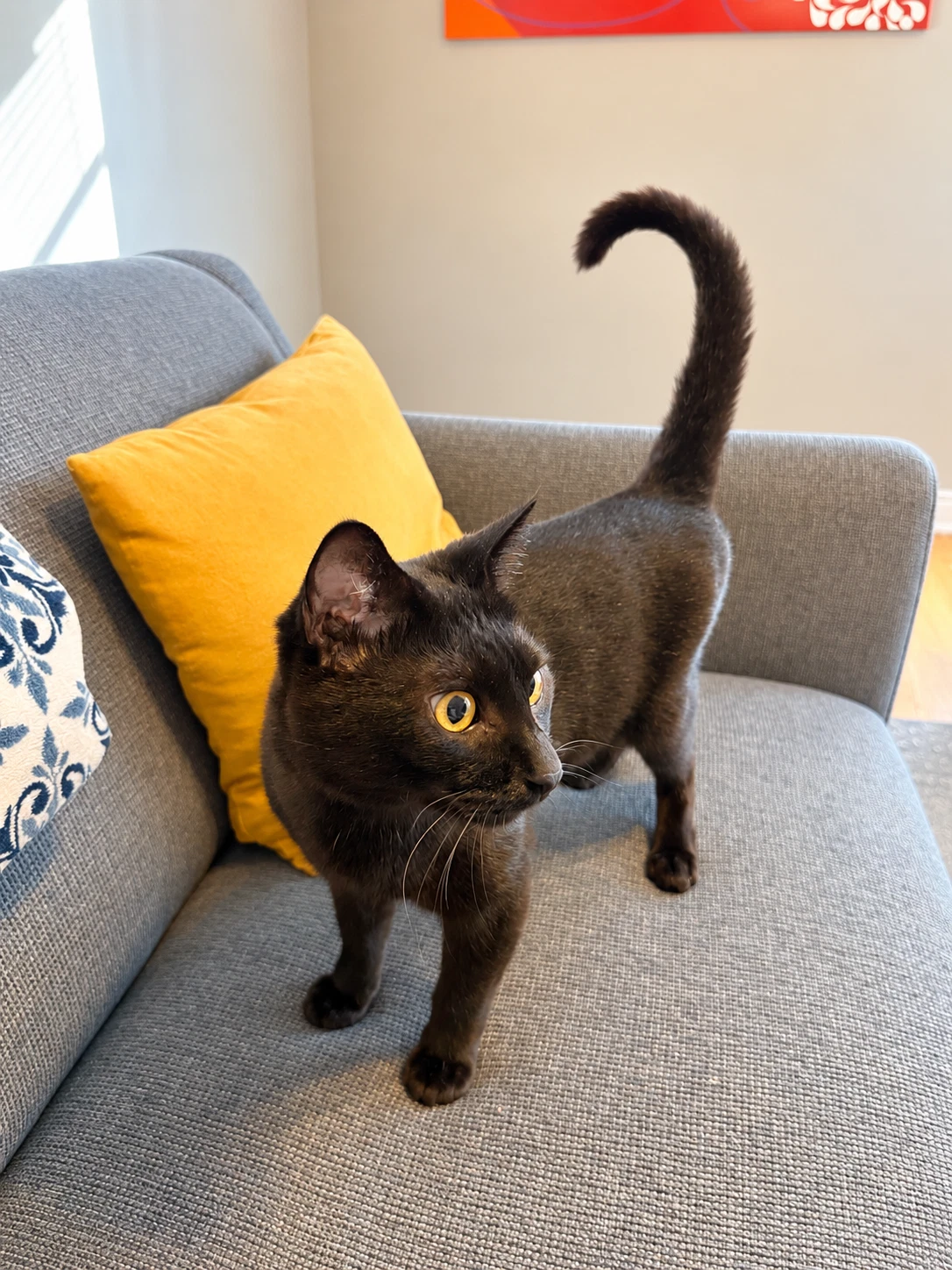Betelgeuse  - Offered By Owner
