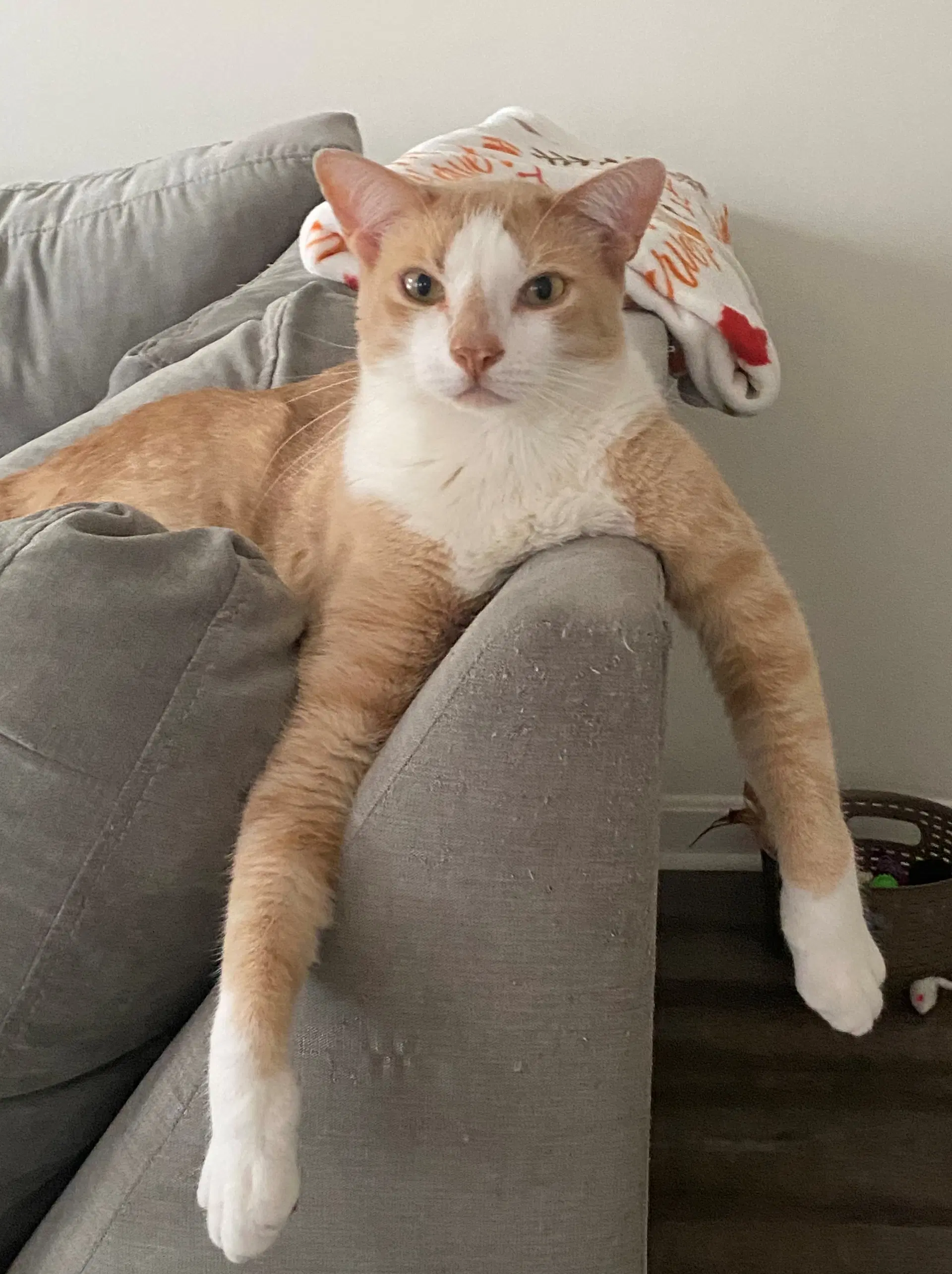 Rocky  - Offered By Owner - American Shorthair