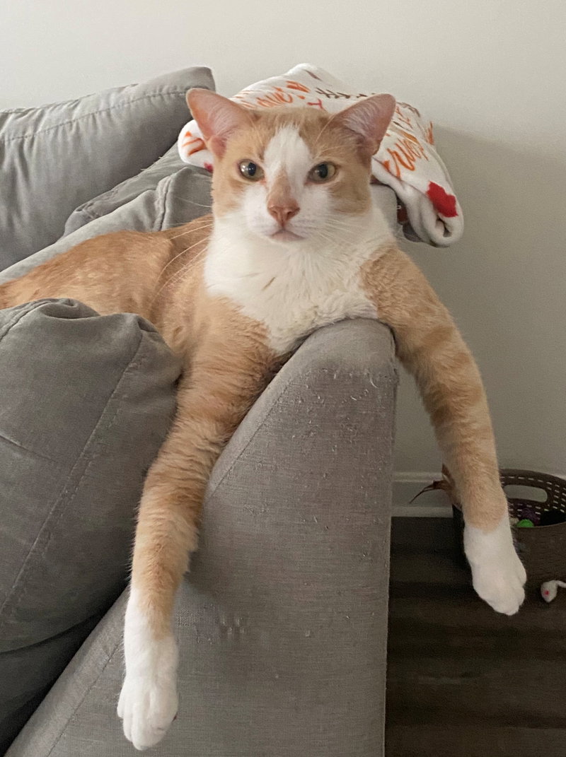 Rocky, an adult male American Shorthair cat up for adoption