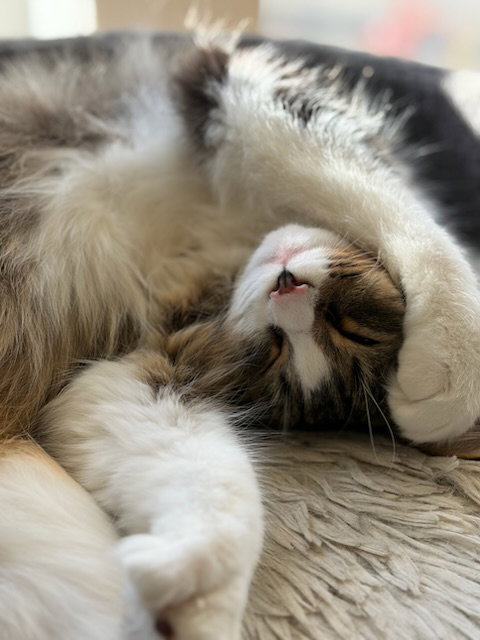 JACK - Playful Teen Polydactyl, photo 2