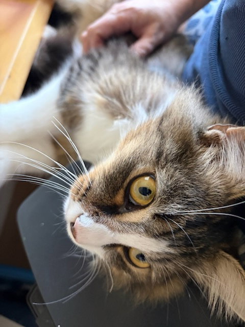 JACK - Playful Teen Polydactyl, photo 3