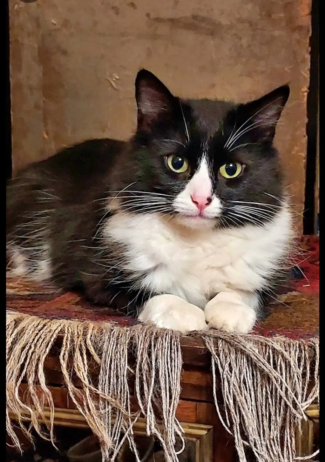 Emma - Tuxedo