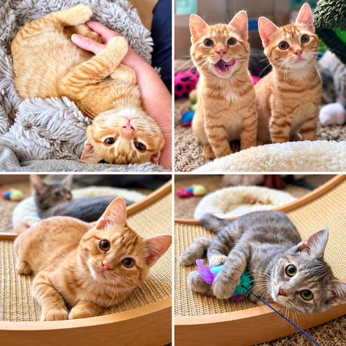 Woodland Crew Kittens, Domestic Short Hair / Tabby / Mixed (short coat)