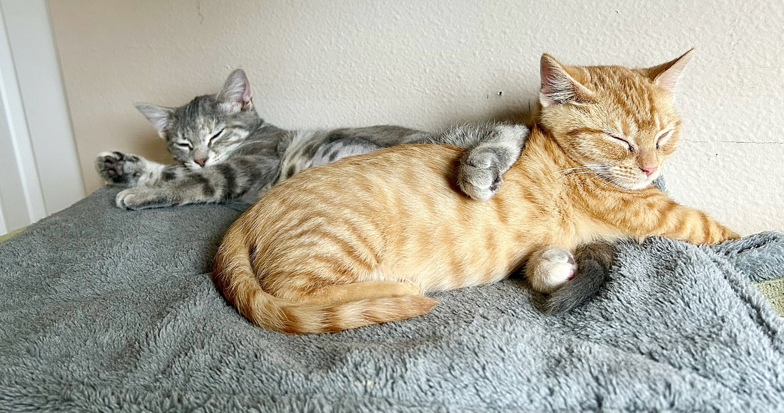 Woodland Crew Kittens, photo 4