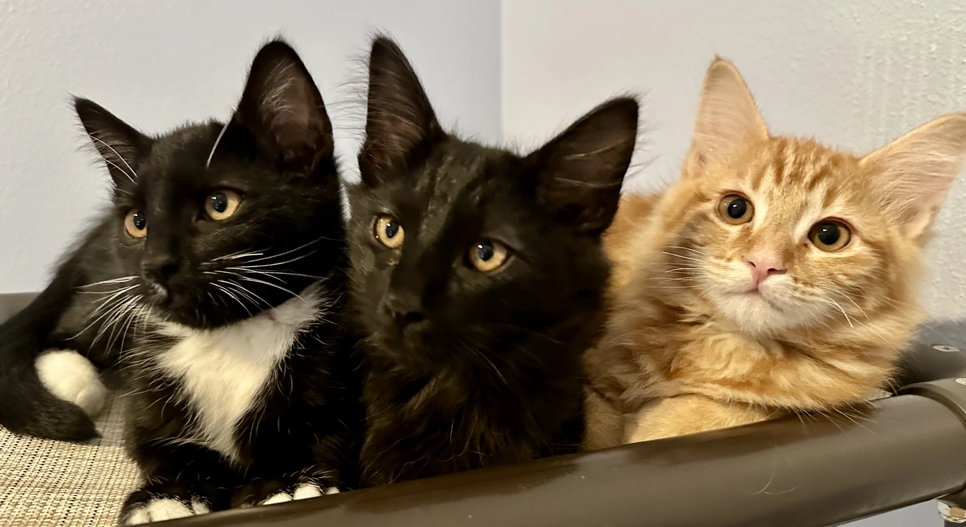 Kitten Brothers  Ash Cinder  Boo