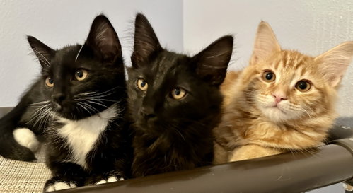 3 kitten brothers ~ Ash, Cinder & Boo, Domestic Medium Hair / Mixed (medium coat)