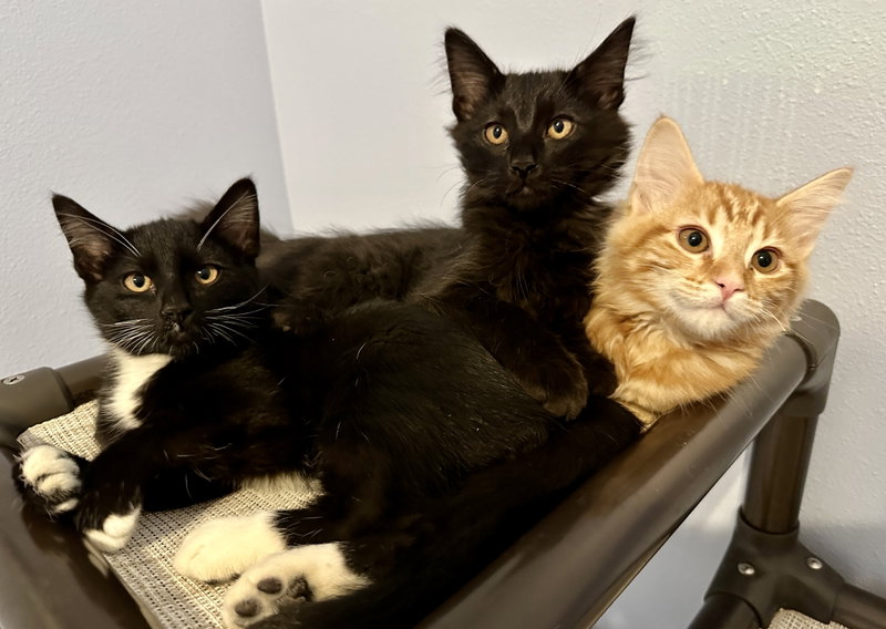 3 kitten brothers Ash, Cinder & Boo, photo 2