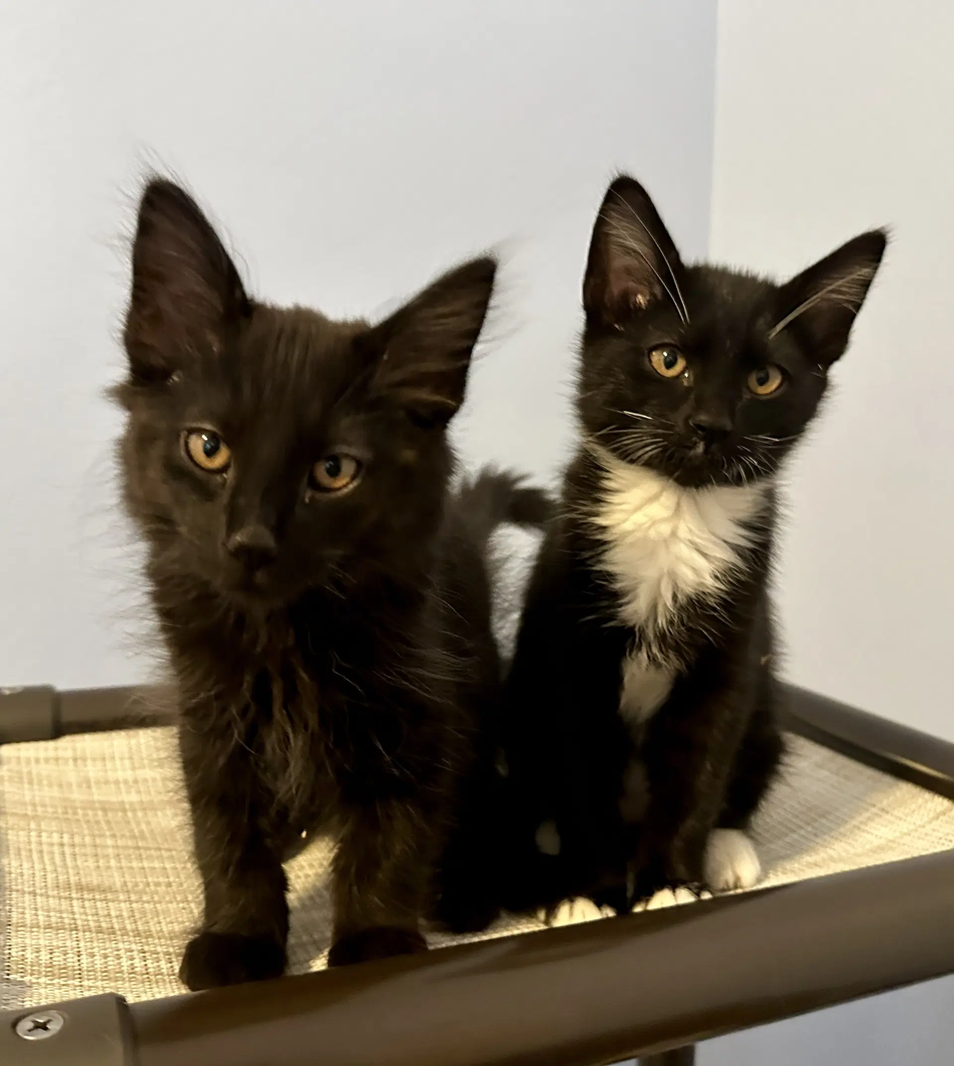 Kitten Brothers  Ash Cinder  Boo image 3