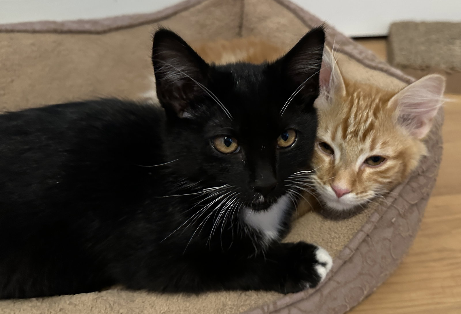 BOO, ASH and CINDER - Kitten Brothers, photo 4