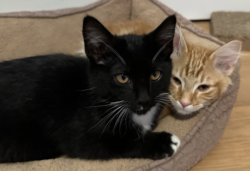 3 kitten brothers Ash, Cinder & Boo, photo 4