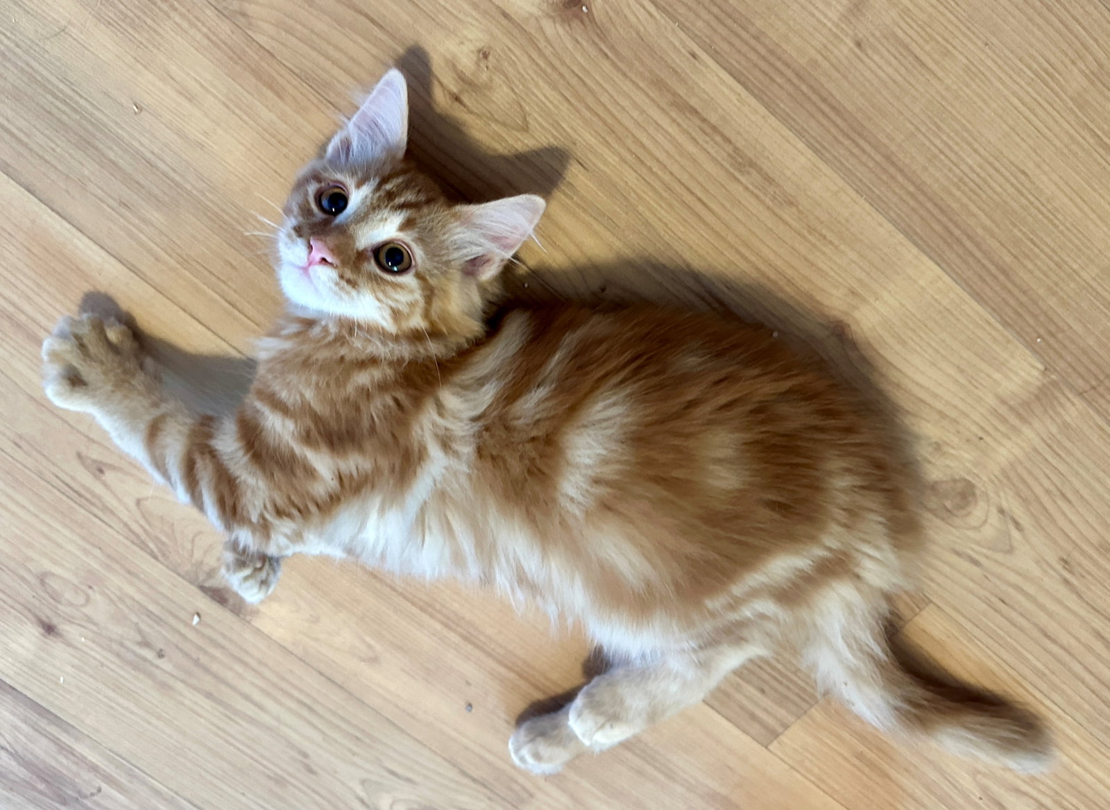 BOO, ASH and CINDER - Kitten Brothers, photo 5