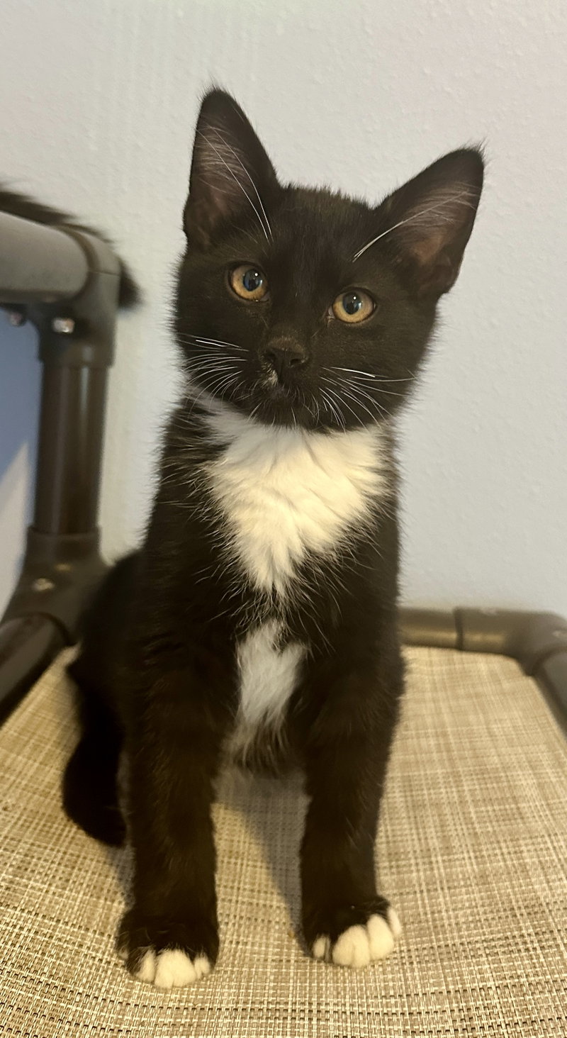 3 kitten brothers Ash, Cinder & Boo, photo 6