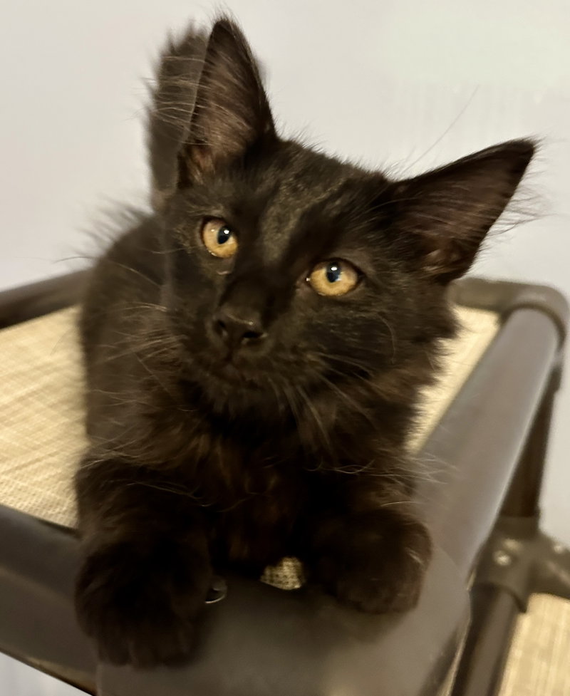 3 kitten brothers Ash, Cinder & Boo, photo 7