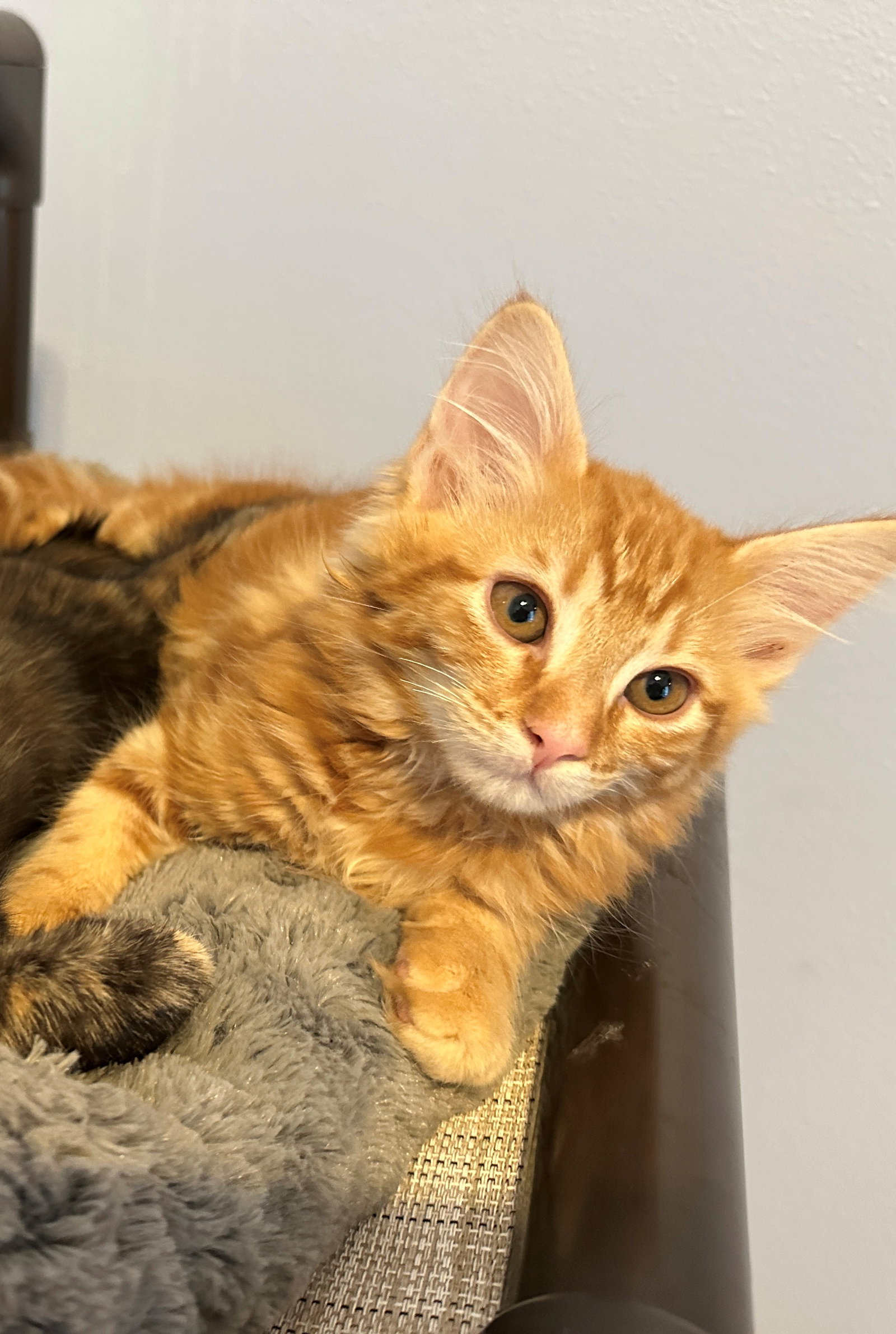 BOO, ASH and CINDER - Kitten Brothers, photo 8