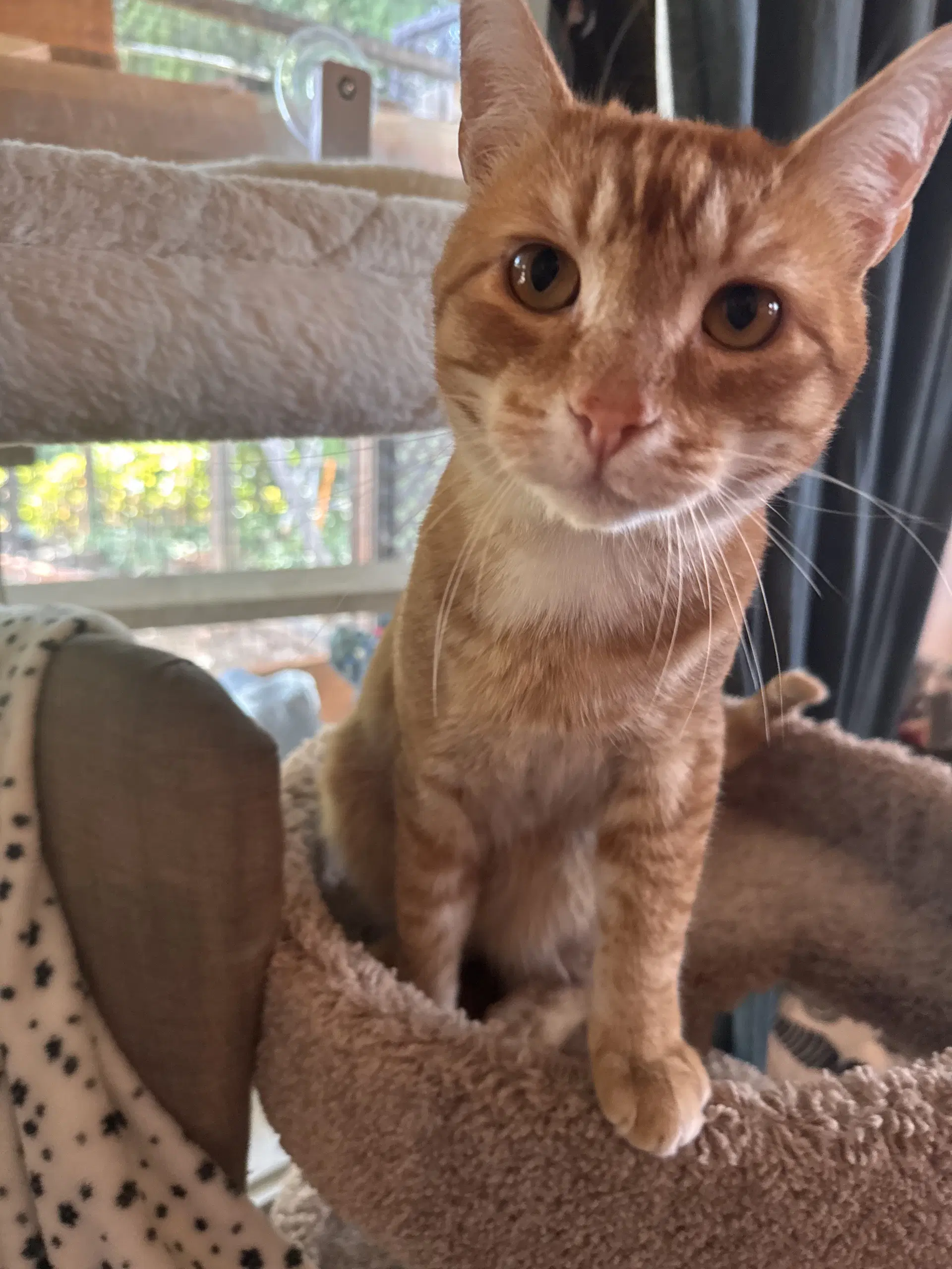 Abernath - Tabby