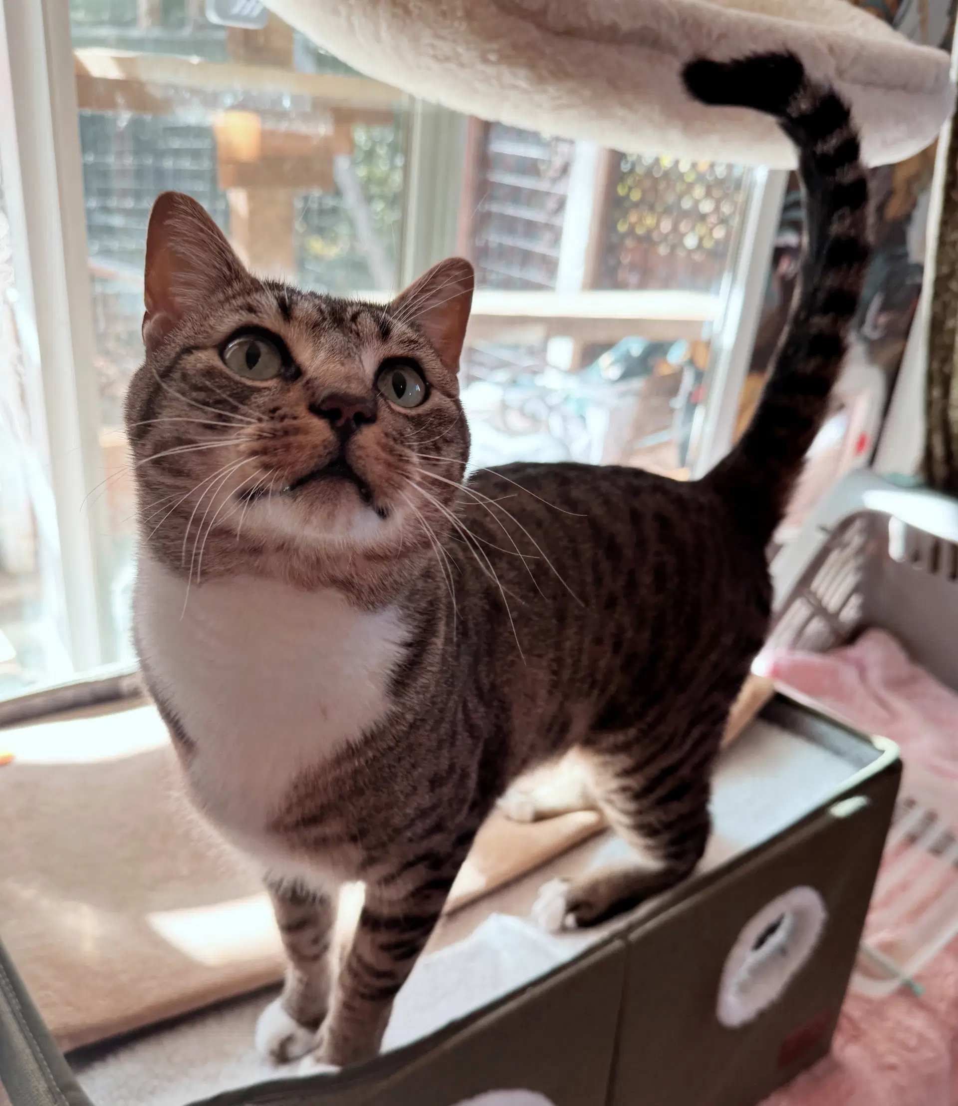 Saint - Tabby