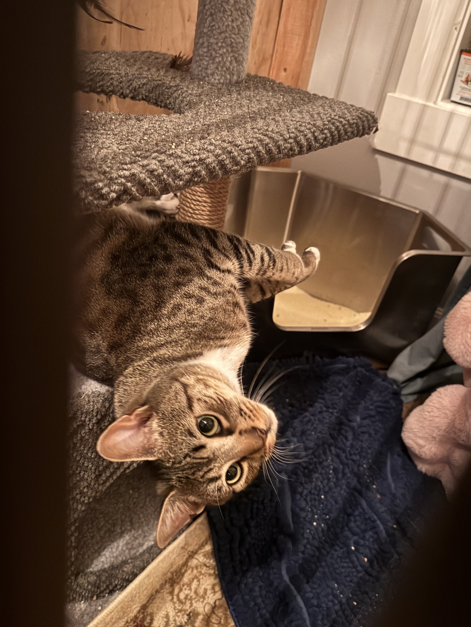 SAINT #2055 - Offered by Owner, photo 2