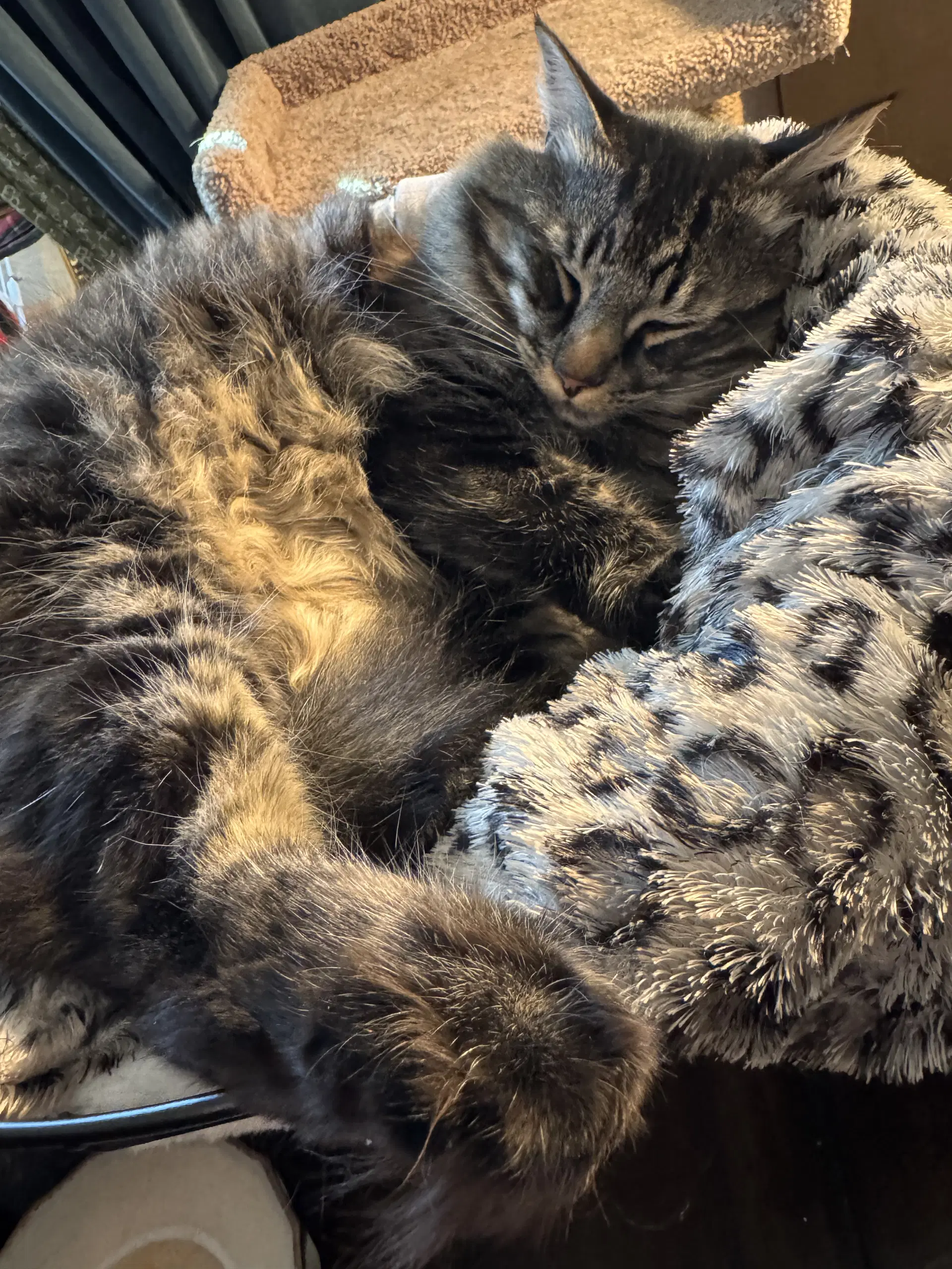 Scotland - Tabby