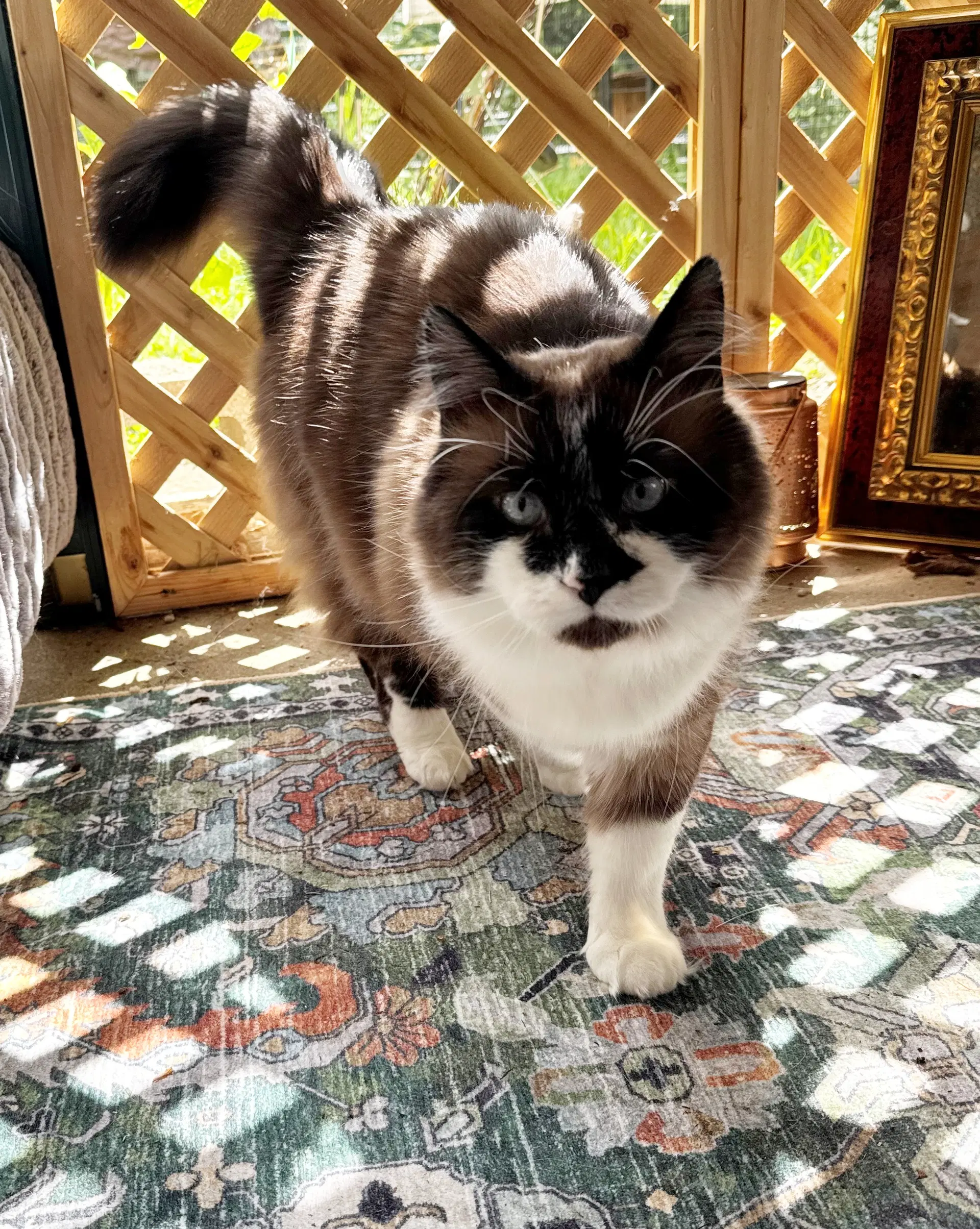 Hubie - Siamese