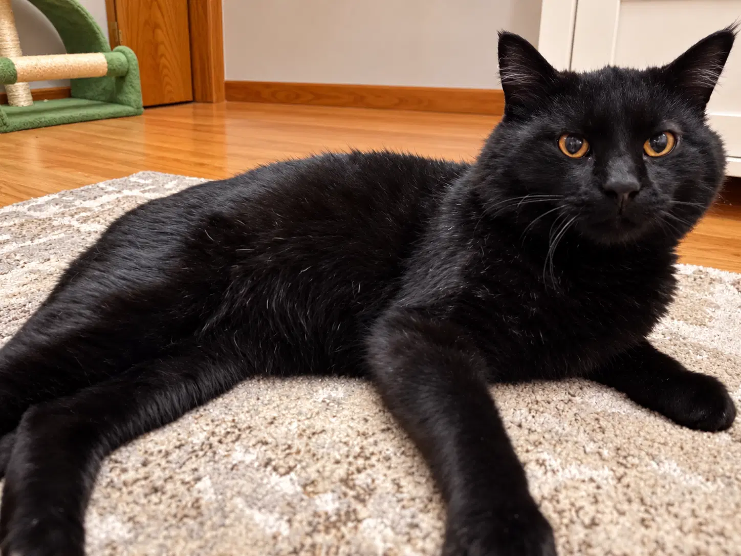 Parker - Adult -Floofy And Friendly image 2