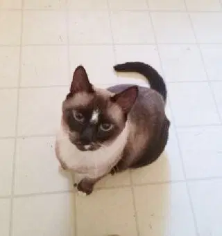 Sammy - Siamese