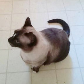 SAMMY #2060 - Offered by Owner - Siamese Mix, photo 2