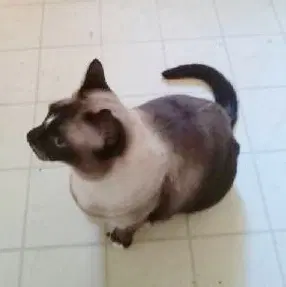 Sammy image 2