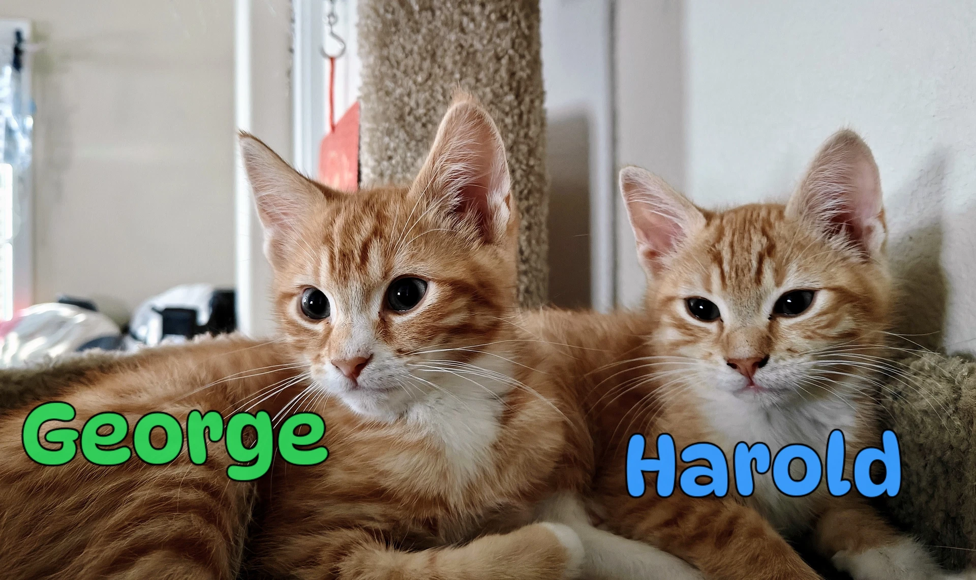 George  Harold A Purrfect Kitten Pair