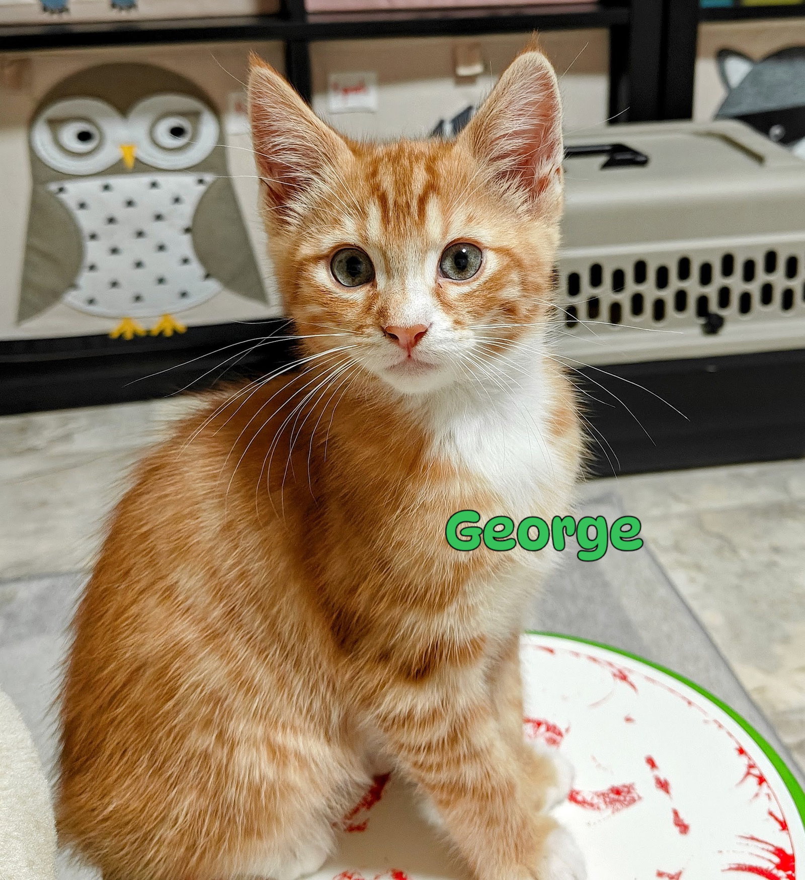George & Harold: A Purrfect Kitten Pair, photo 2