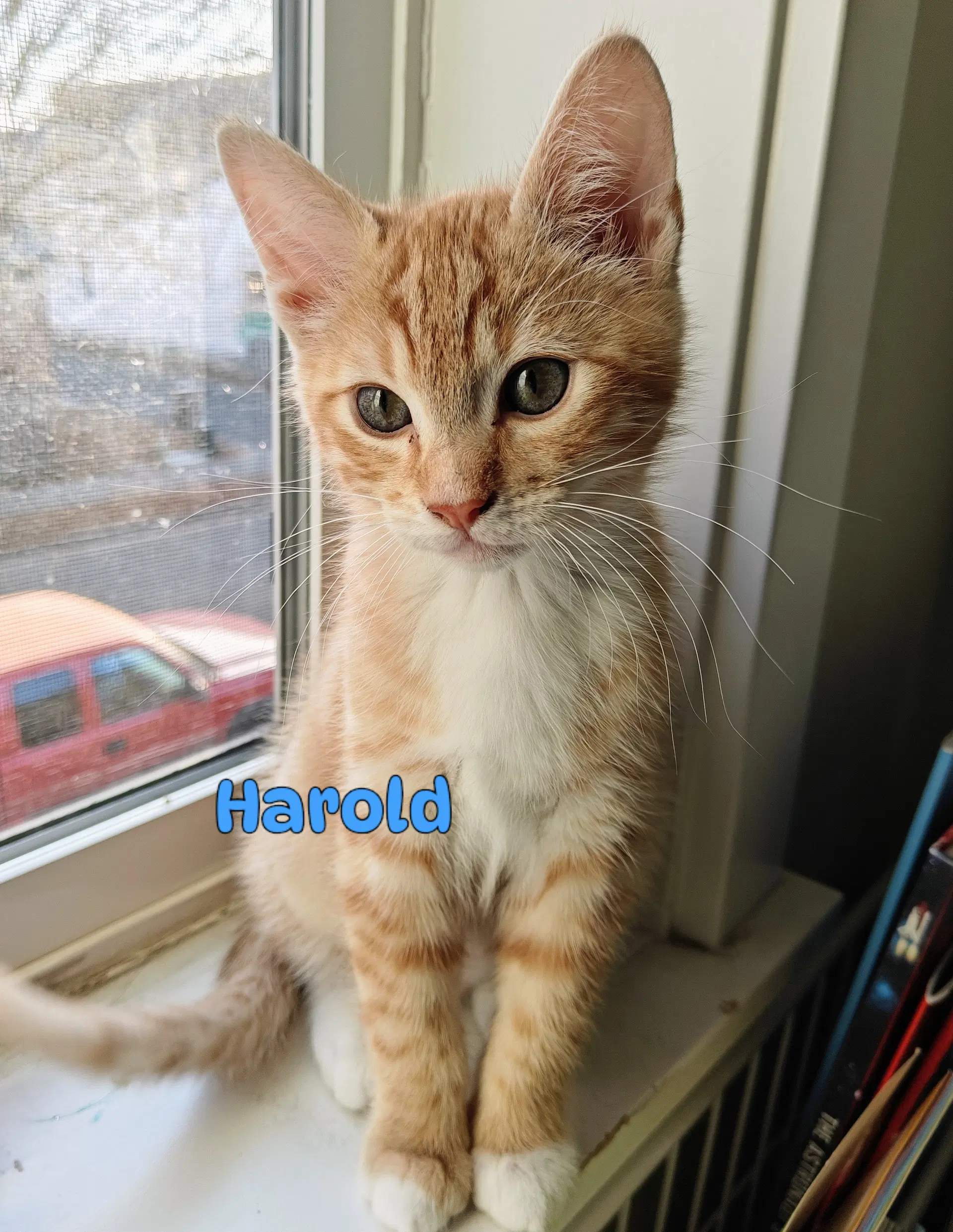 George  Harold A Purrfect Kitten Pair image 3