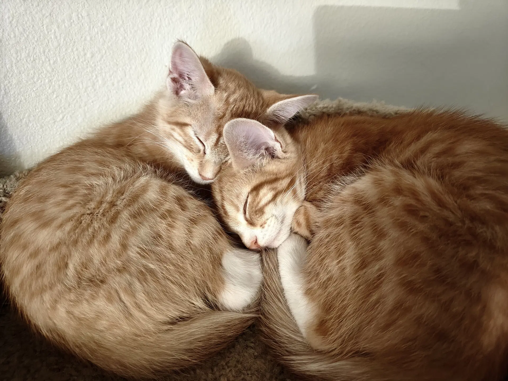 George  Harold A Purrfect Kitten Pair image 4