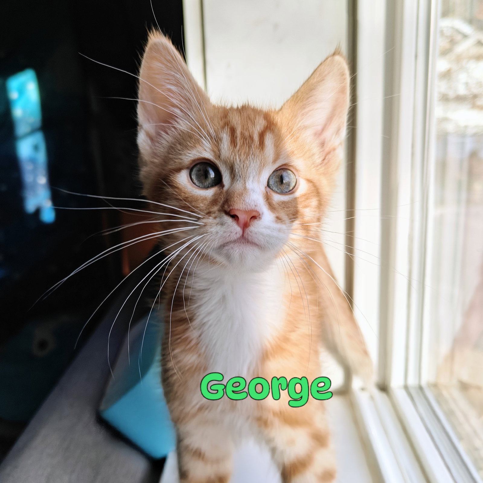 George & Harold: A Purrfect Kitten Pair, photo 5