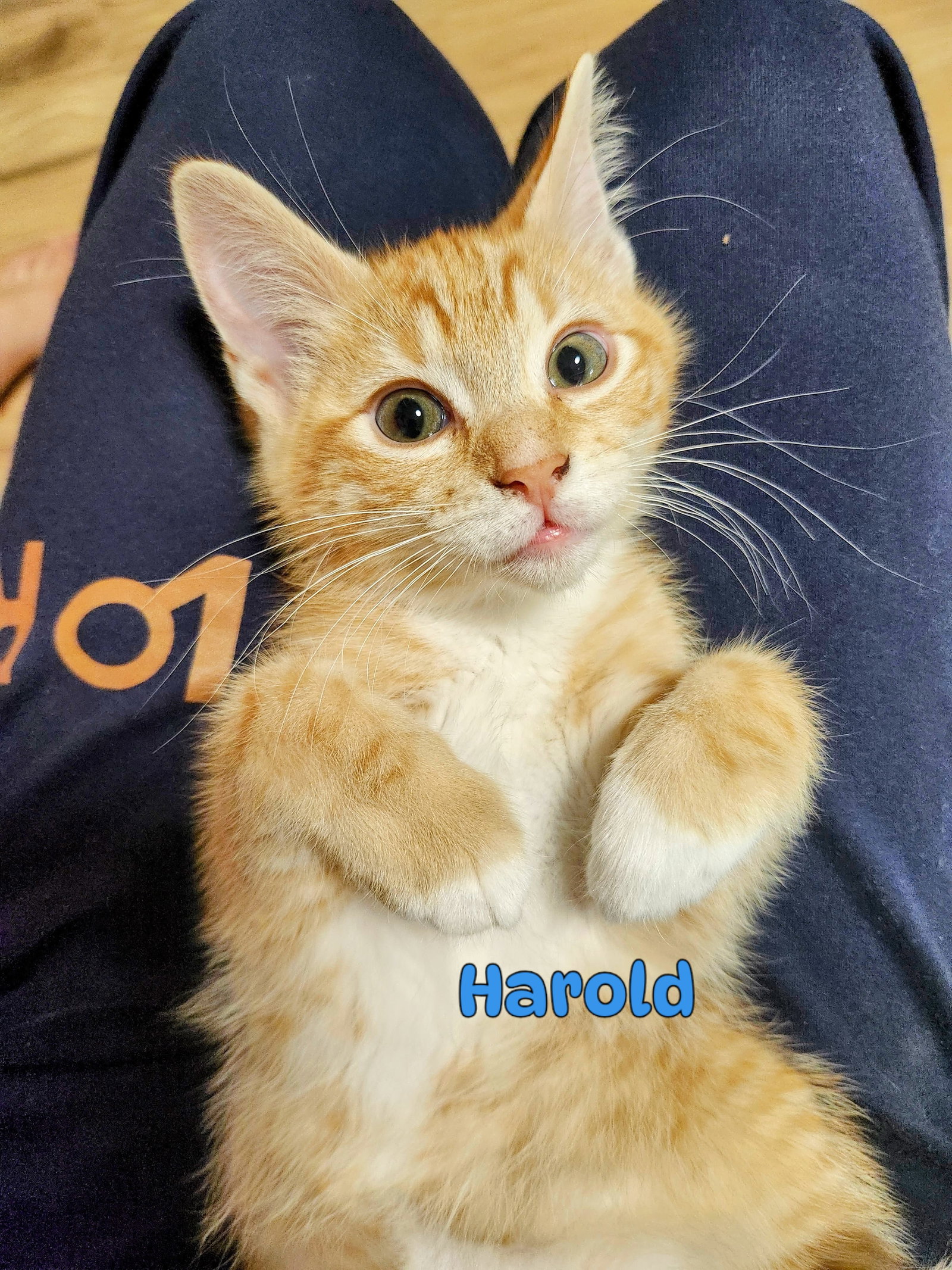 George & Harold: A Purrfect Kitten Pair, photo 6