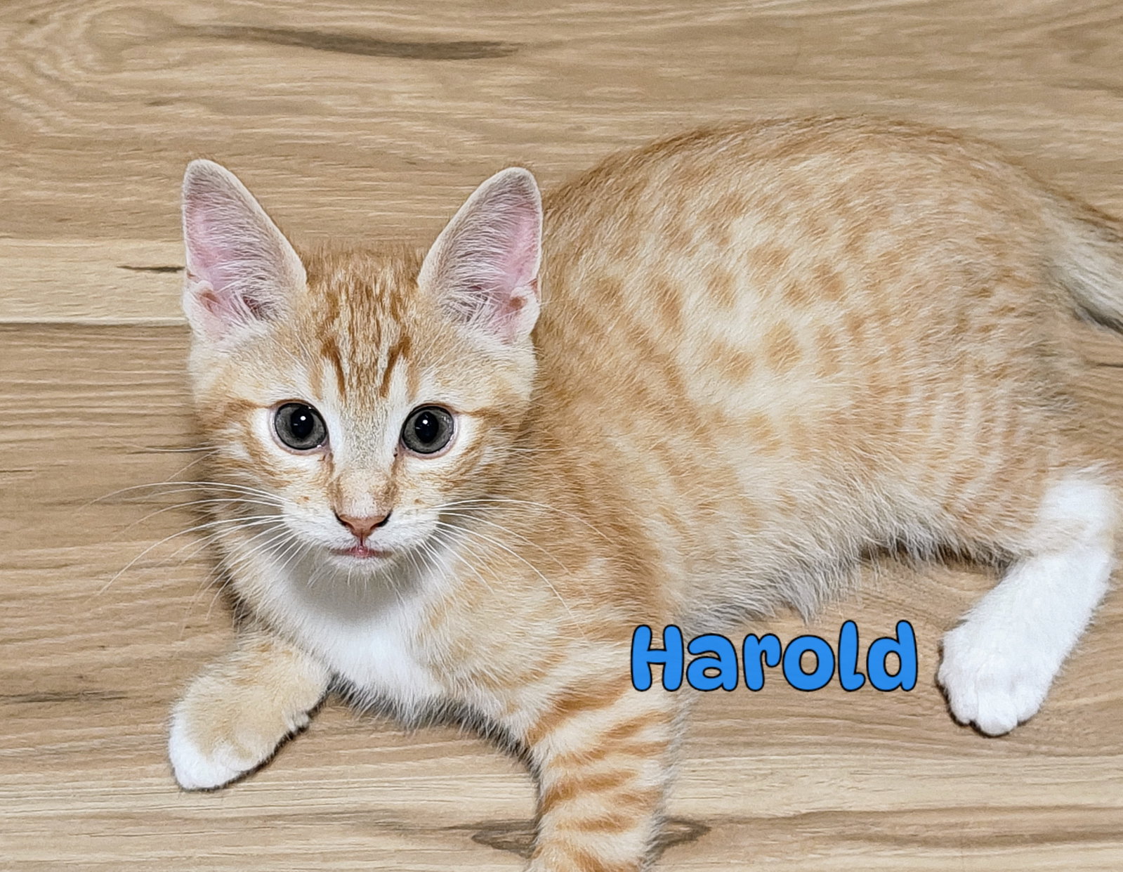 George & Harold: A Purrfect Kitten Pair, photo 7