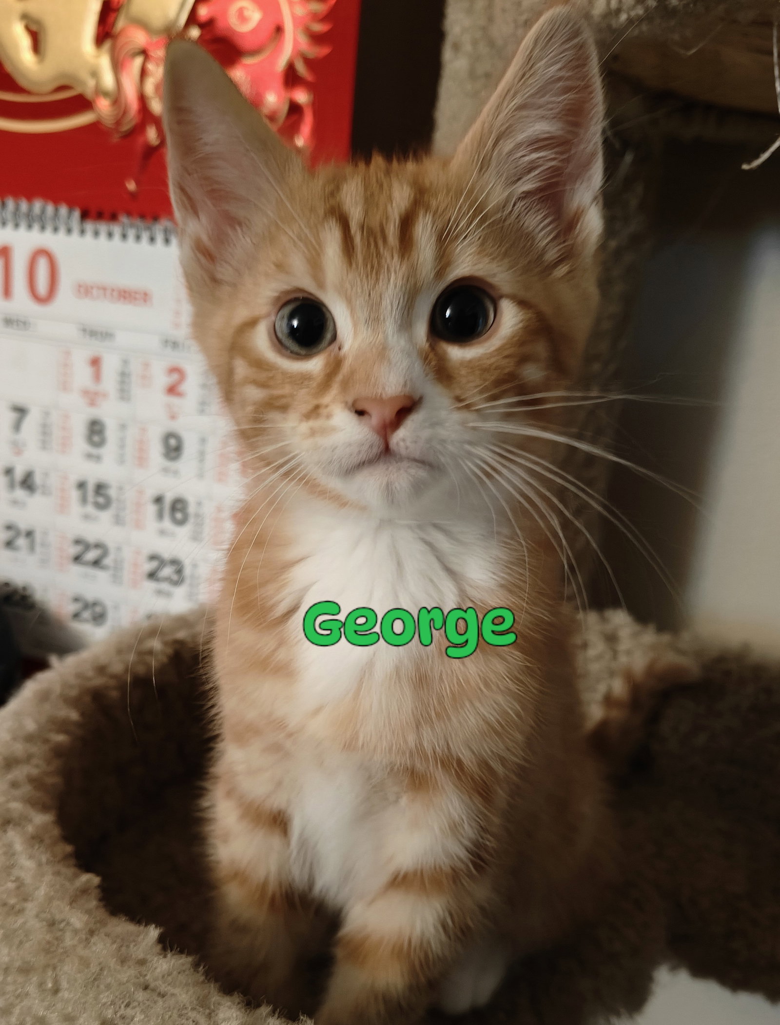 George & Harold: A Purrfect Kitten Pair, photo 8