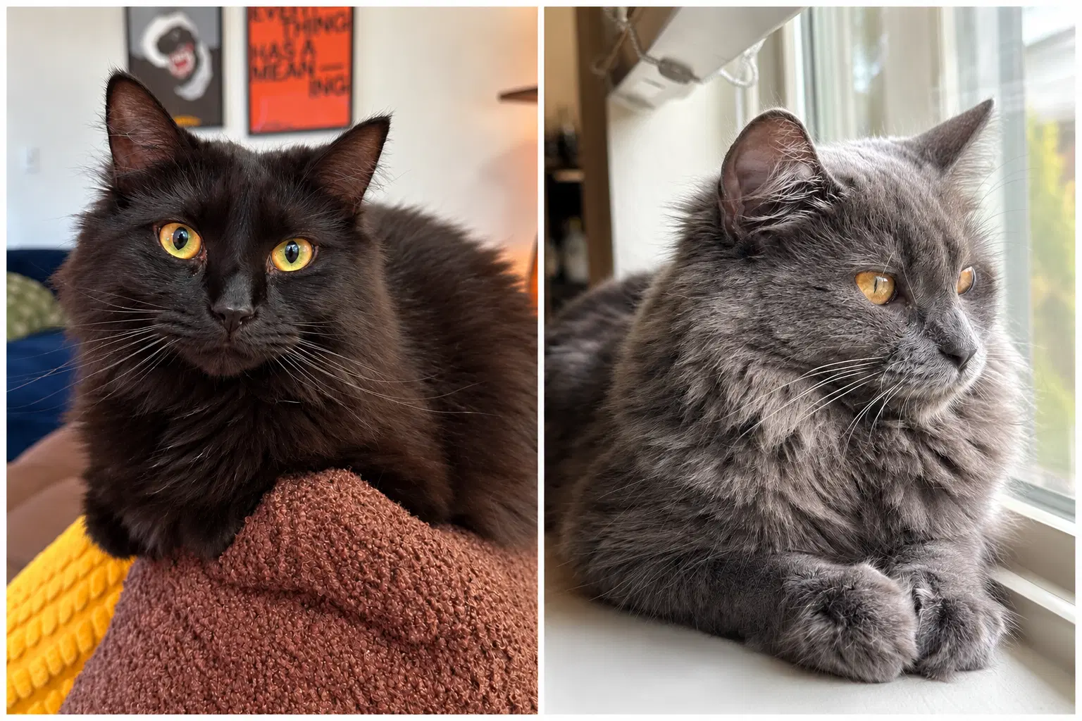 Onyx  Zen - Domestic Long Hair