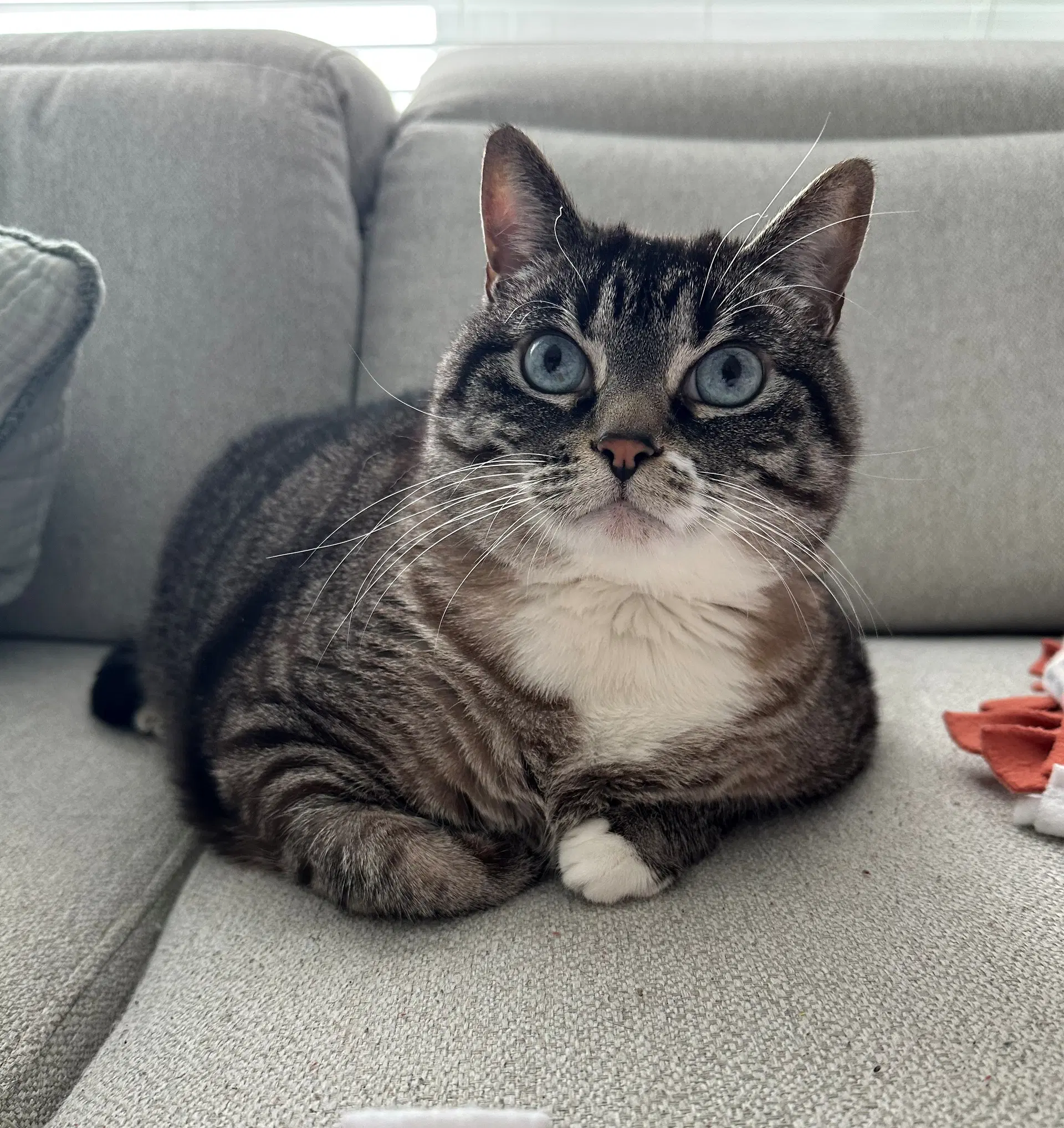 Luna - Tabby