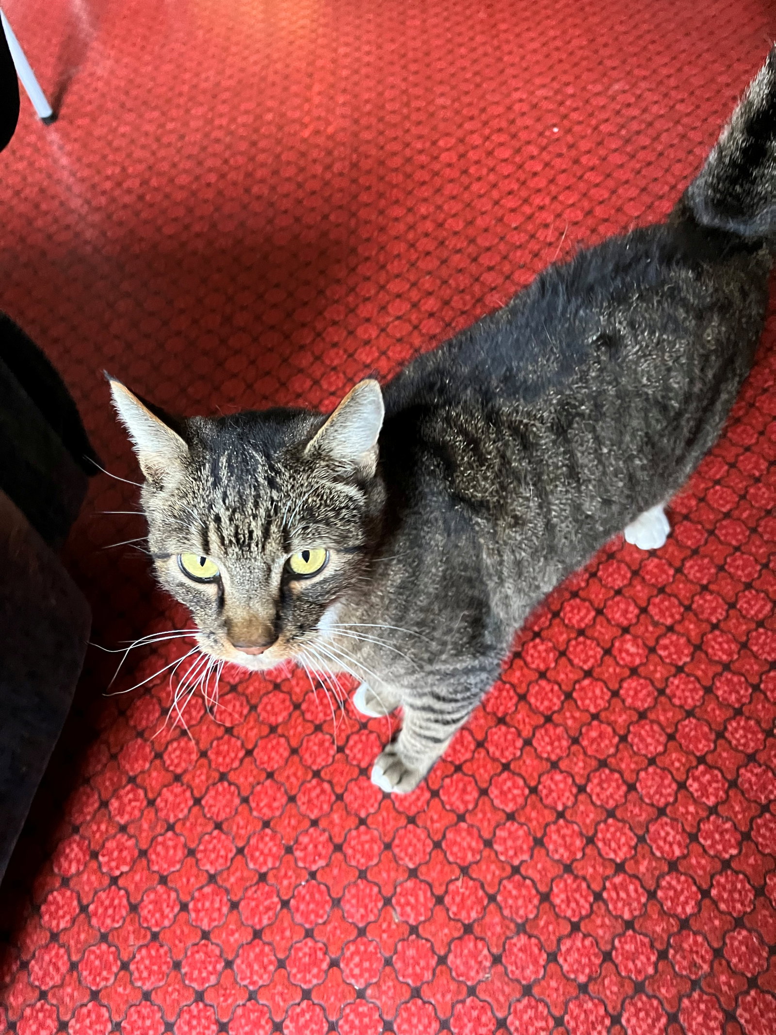 TIGER #2064 - Offered by Owner- Lost his human :-(, photo 2